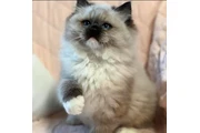 Cute persian kittens en Vancouver