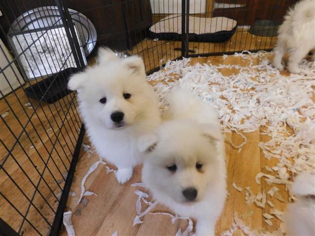 $600 : Samoyed puppies ready for sale image 3
