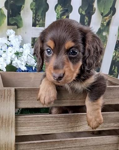 $350 : Cute dachshund puppies for sal image 1