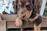 $350 : Cute dachshund puppies for sal thumbnail