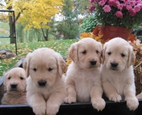 $400 : golden retriever. Hermosos cac image 1