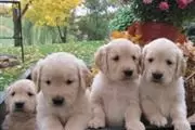 golden retriever. Hermosos cac en Dallas