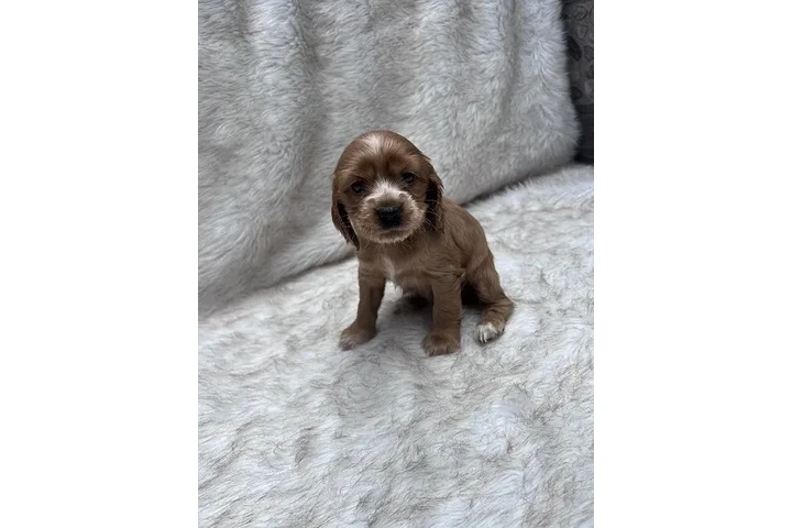 $700000 : Cocker Spaniel Muy Lindos image 1