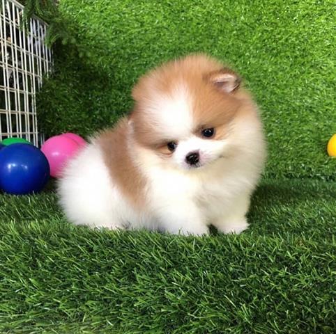 $350 : Pomerania en venta image 8