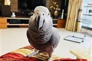 African Grey Parrots For Sale en Miami