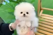 $200 : Pomeranians puppies for sale thumbnail