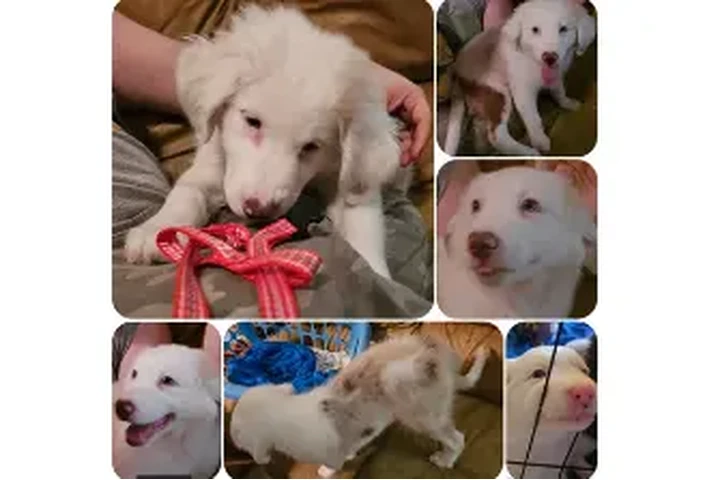 $850 : Cachorros Pastor Australiano image 2