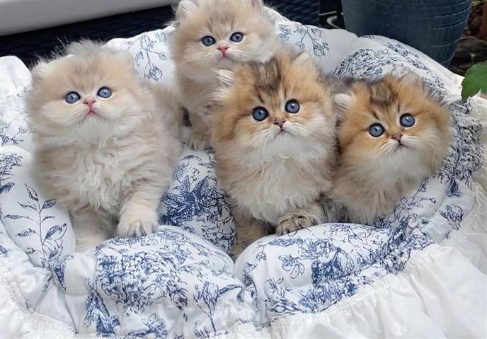 $250 : Ragdoll Kittens For Sale image 1