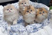 Ragdoll Kittens For Sale en Miami