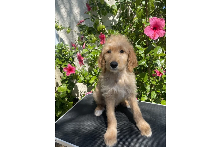 Golden doodle image 4