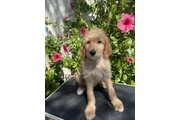 Golden doodle thumbnail
