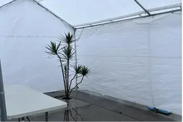 TENEMOS CARPAS image 2