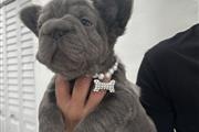 French bulldog thumbnail