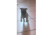 $350 : PERRITa  PUG thumbnail