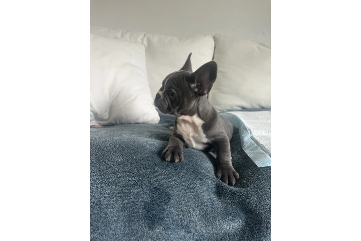 $1500 : Frenchie AKC image 5
