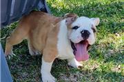 $500 : English bulldog baby Available thumbnail