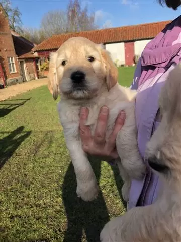 $420 : Gentle and Humble Golden Retri image 1