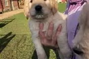 Gentle and Humble Golden Retri en Denver