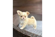 Chihuahua taza de té en Detroit