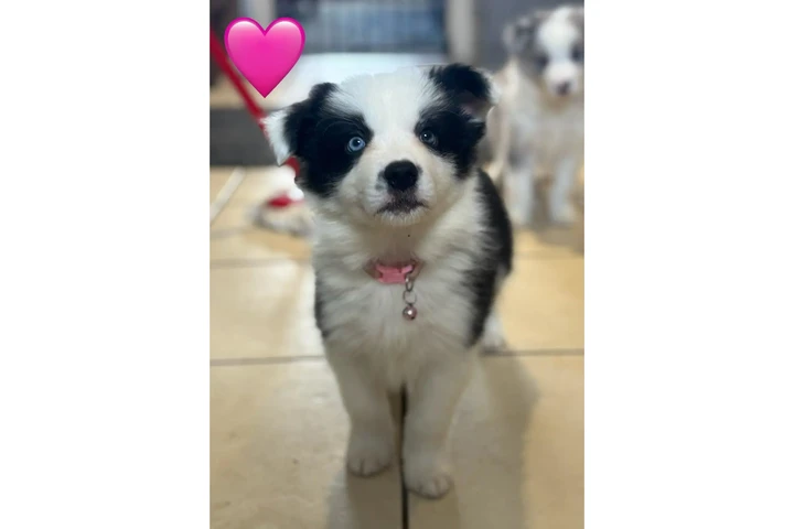 Pure Border Collie Puppie💗 image 2