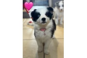 Pure Border Collie Puppie💗 thumbnail