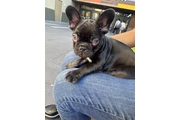 Frenchies AKC en Los Angeles
