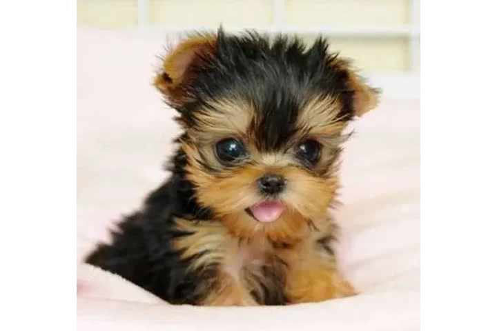Yorkshire terrier mini toy image 1