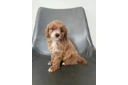 $350 : 4 Cavapoo’s 4 Adoption thumbnail
