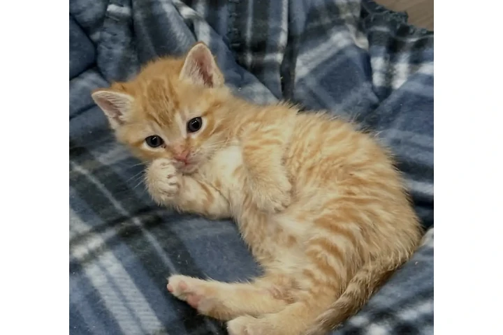 $300 : Kittens 😸 😸 image 1