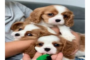 Cavalier King Charles puppies en Guayama