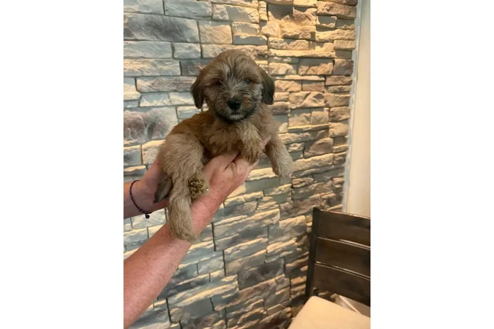 $1400 : 4 Whoodle puppies image 2