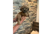 $1400 : 4 Whoodle puppies thumbnail