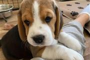 beagle for sale en Madison
