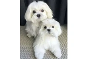 Adorables cachorros malteses en New York