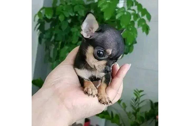 $290 : Cachorros chihuahua de 8 seman image 3