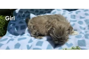$350 : Cachorros Shihtzu en venta thumbnail