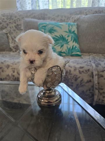 $1200 : TCUP Maltese image 1