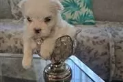 TCUP Maltese