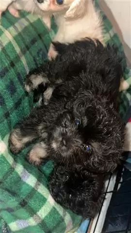 $300 : Cute shih tzu mix puppies image 6