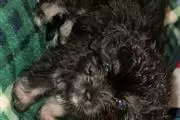 $200 : Cute shih tzu mix puppies thumbnail