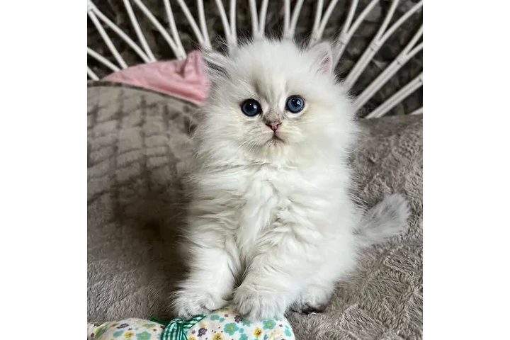 $240 : Gatitos ragdoll bebés image 2