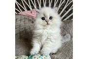 $240 : Gatitos ragdoll bebés thumbnail