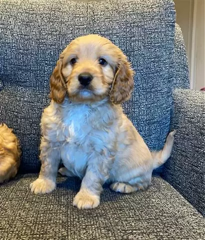 Adorable Cavapoo puppies image 3
