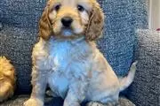 Adorable Cavapoo puppies thumbnail
