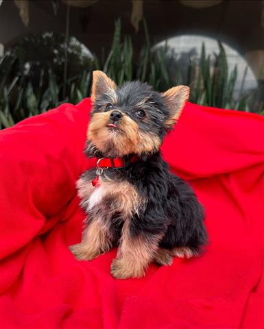 $350 : Cachorrito Yorkshire Terrier image 2