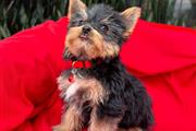 $350 : Cachorrito Yorkshire Terrier thumbnail