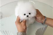 pomeranians puppy available! en Phoenix