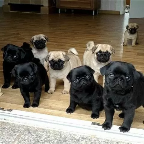 $500 : Cachorros de Pug image 2