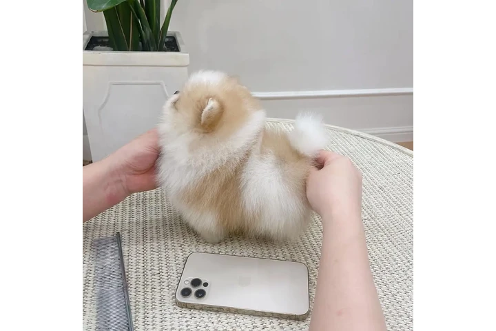 $350 : Pomerania en venta image 2