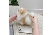 $350 : Pomerania en venta thumbnail